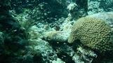 Ko Rok diving