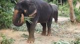 Ko Lanta elephant